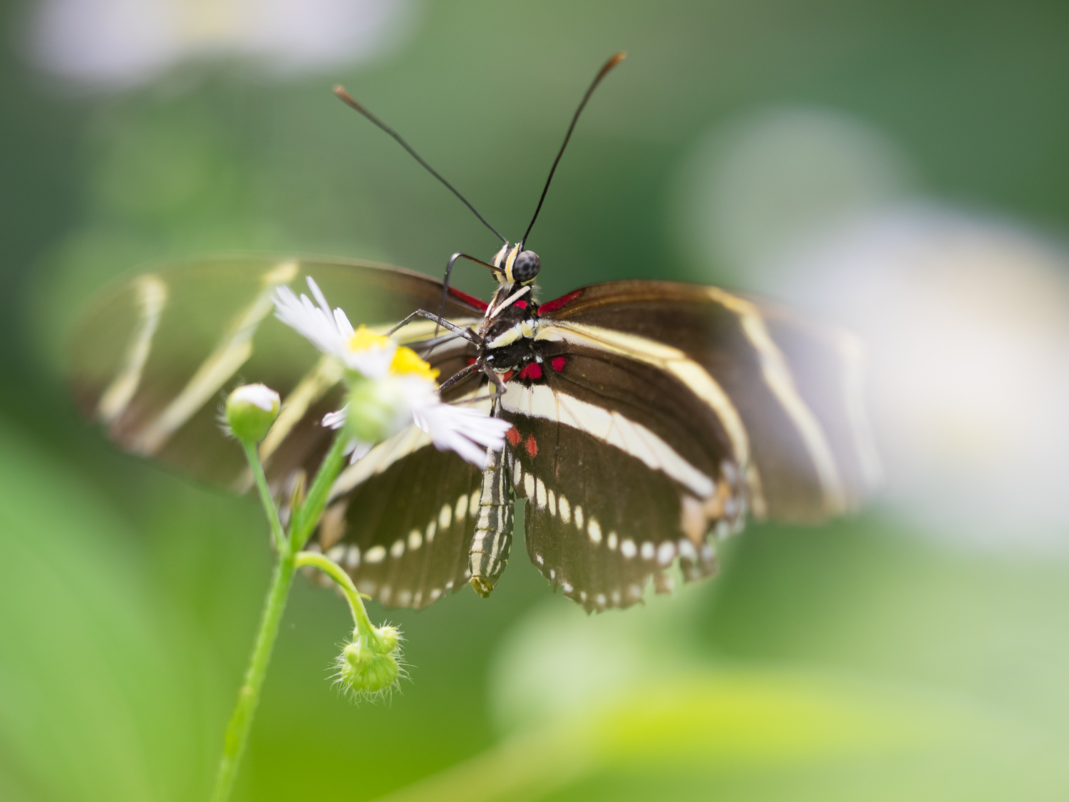 Photographing Butterflies with the Olympus 40-150mm f2.8