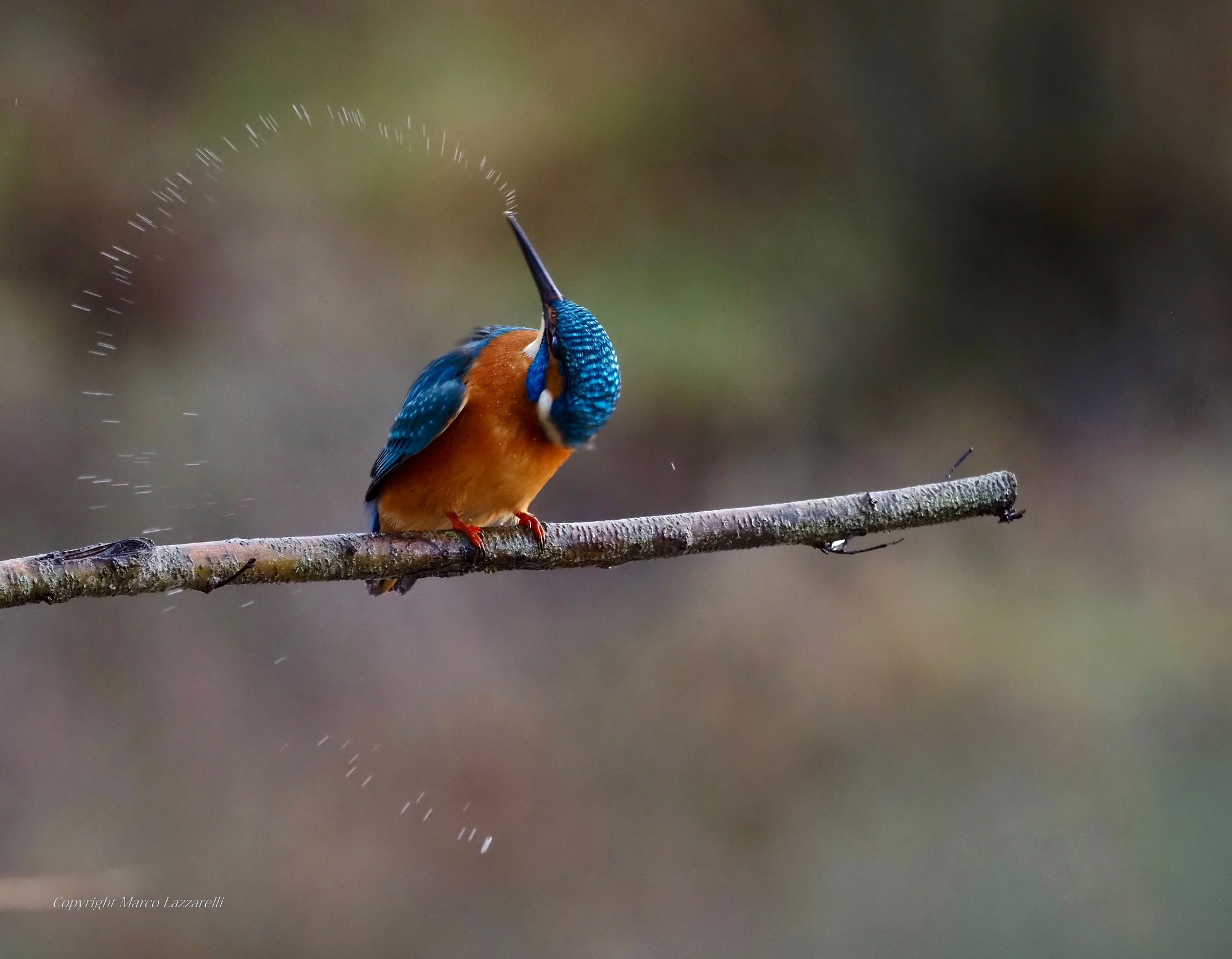 Bird photography