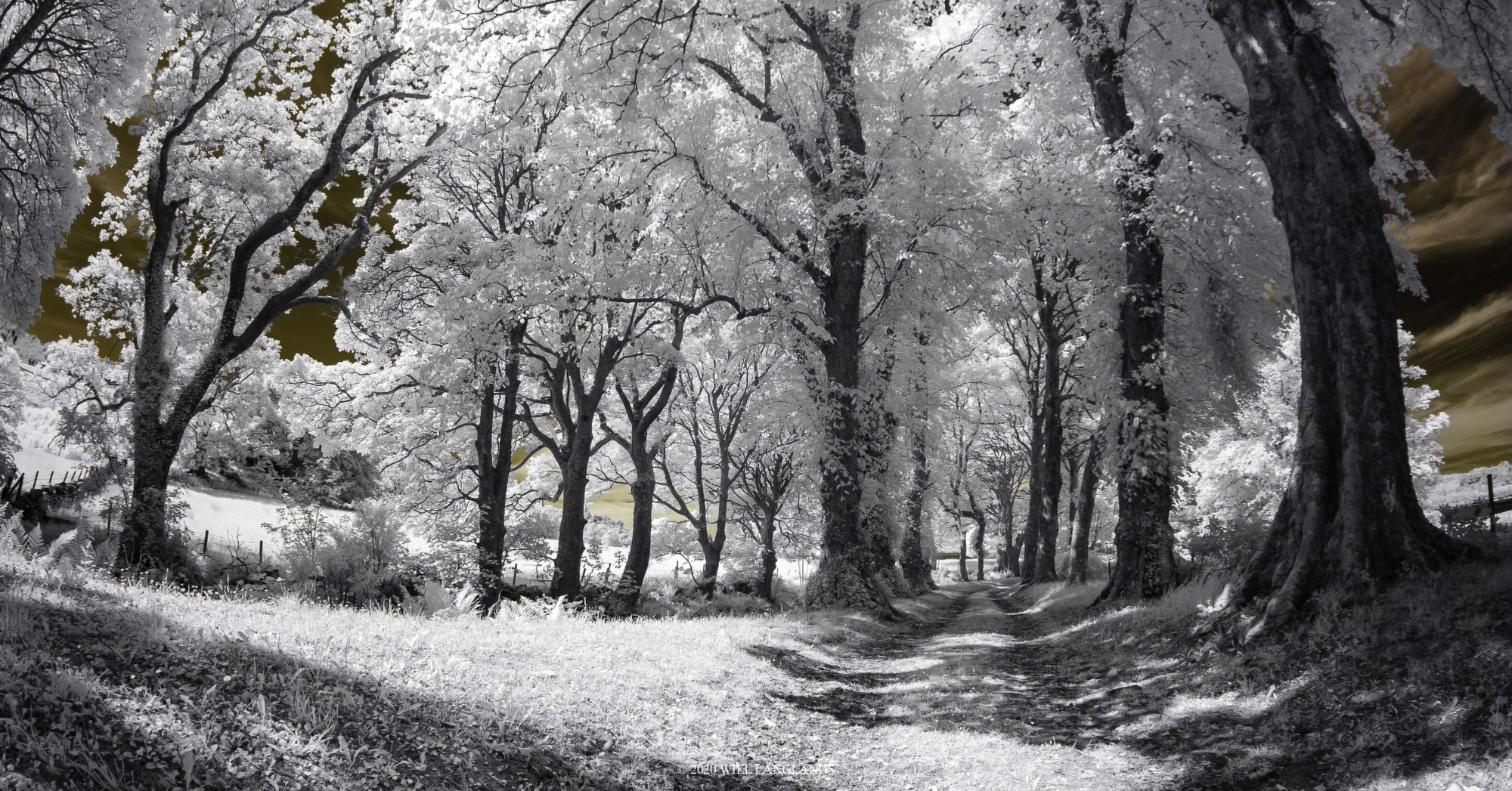 The Olympus EP2 and Infrared Photography