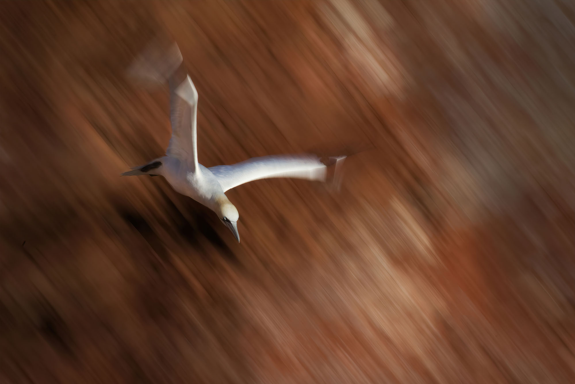 panning shot of birds