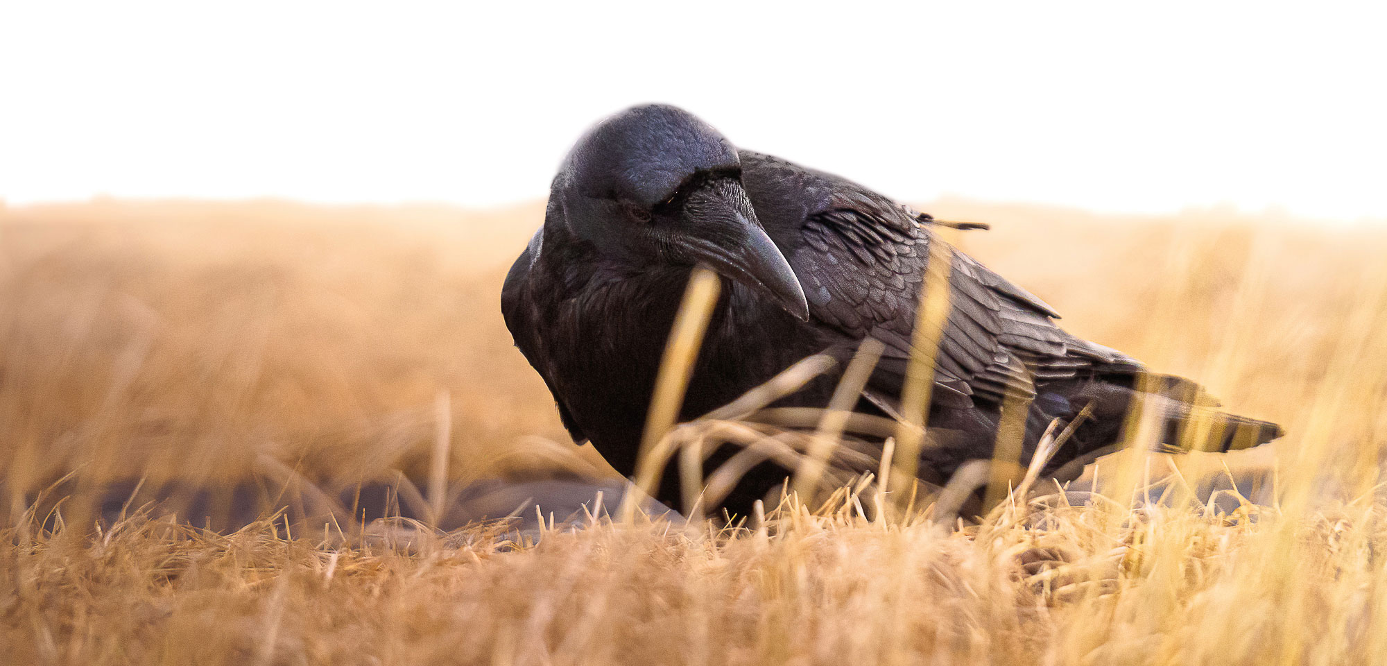 Winter, black ravens and ancient magma. Starting photography in Iceland