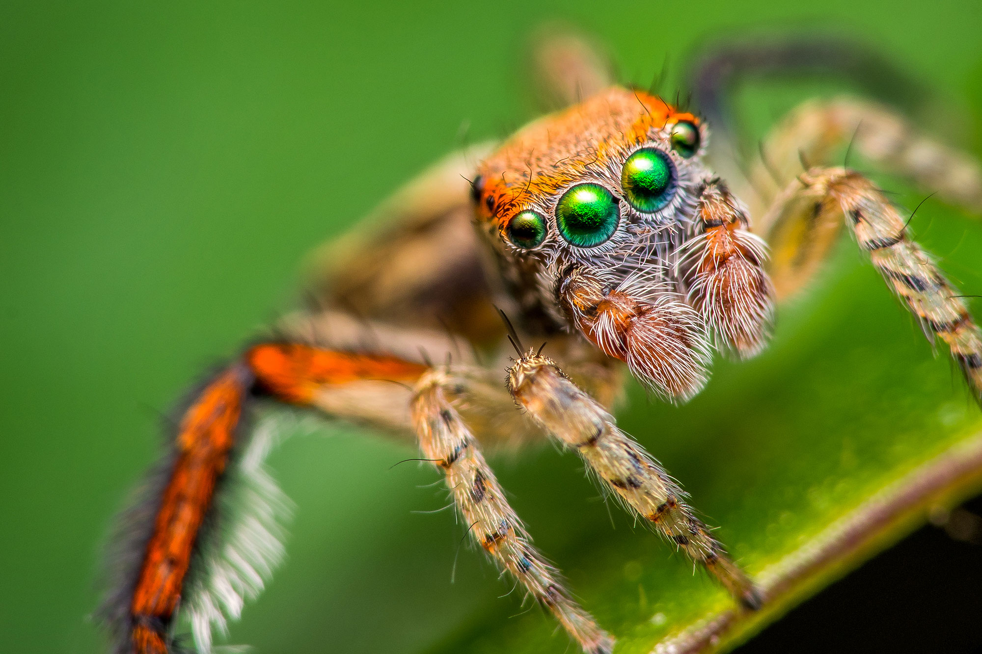 A journey among spiders with Olympus