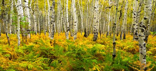 Aspens in Fall